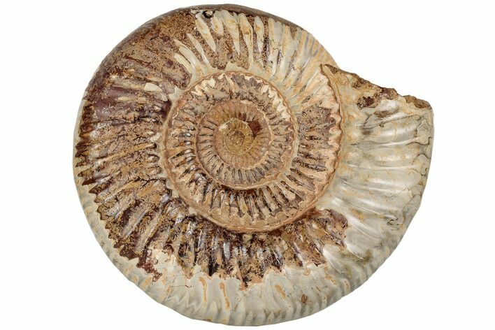 6.9" Jurassic Ammonite (Perisphinctes) - Madagascar